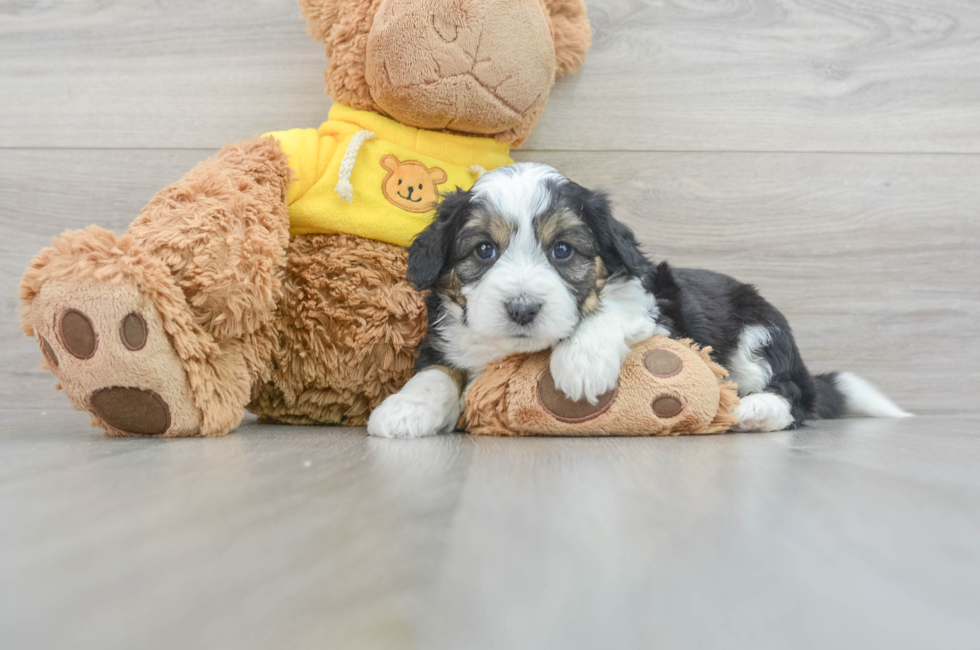 5 week old Aussiechon Puppy For Sale - Premier Pups