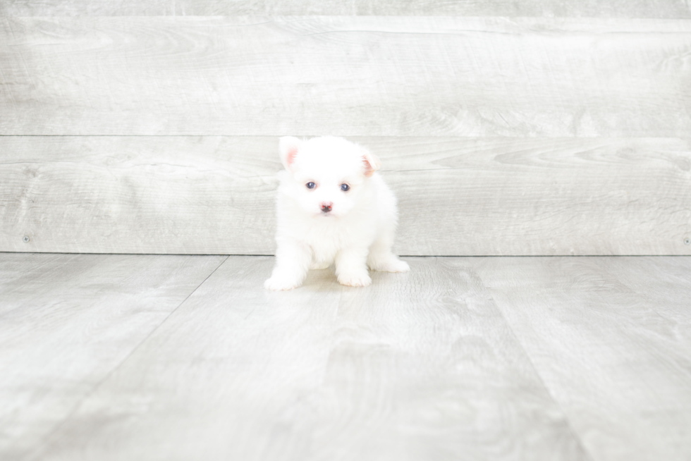 Meet Myra - our Maltipom Puppy Photo 3/4 - Premier Pups