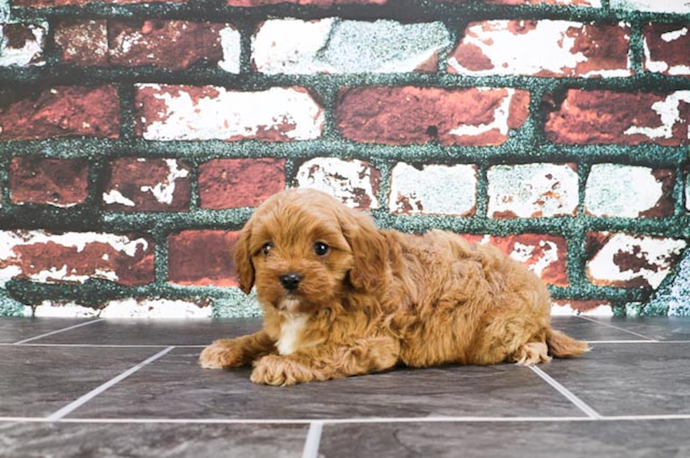 Cavapoo puppies for sale | Small cross breed puppies for ...