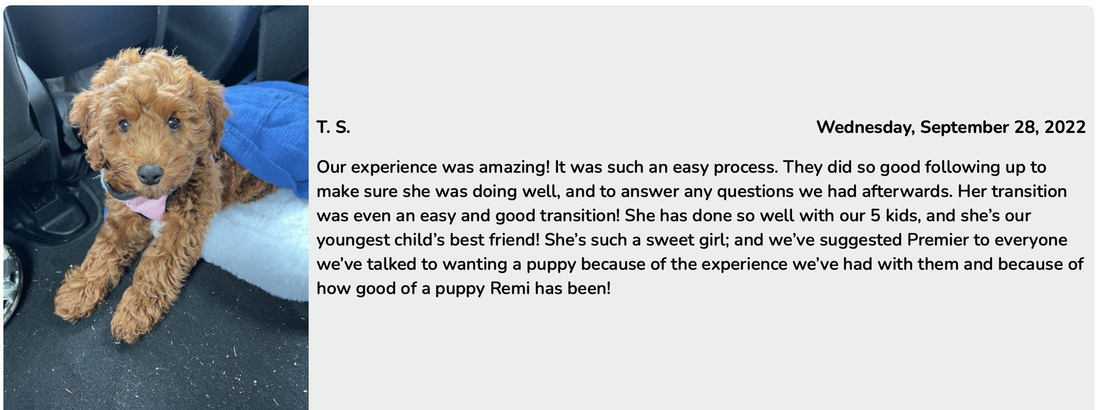 top mini goldendoodle breeders at premier pups - mini goldendoodle puppy review from TS