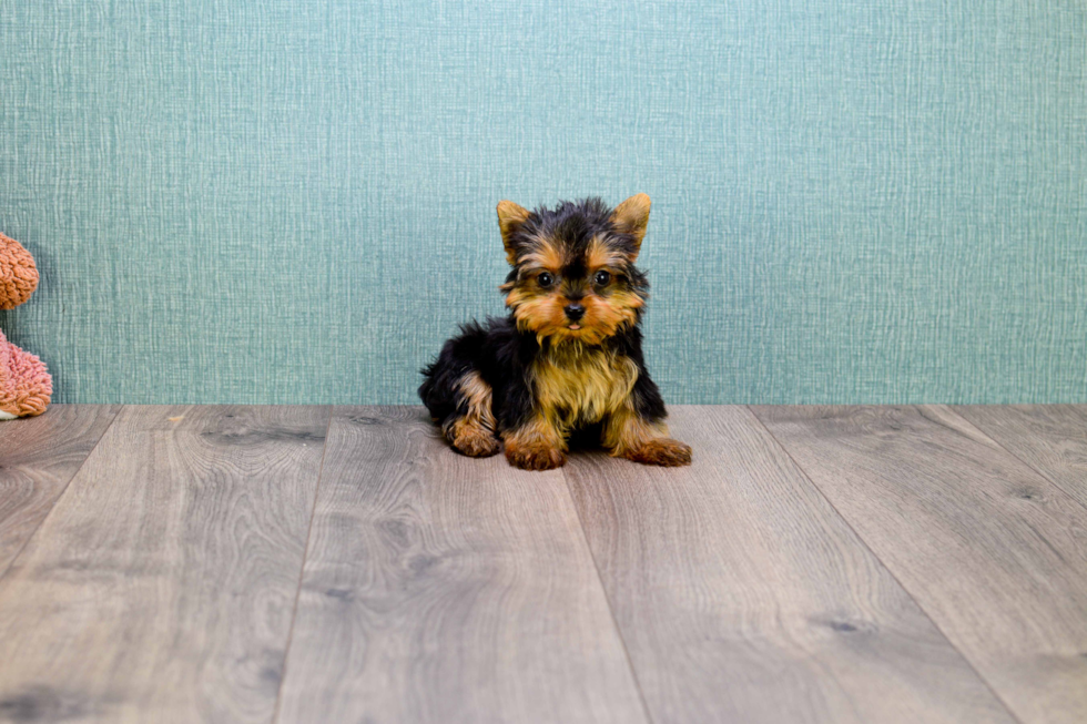 Meet Micro-Teacup-Diamond - our Yorkshire Terrier Puppy Photo 