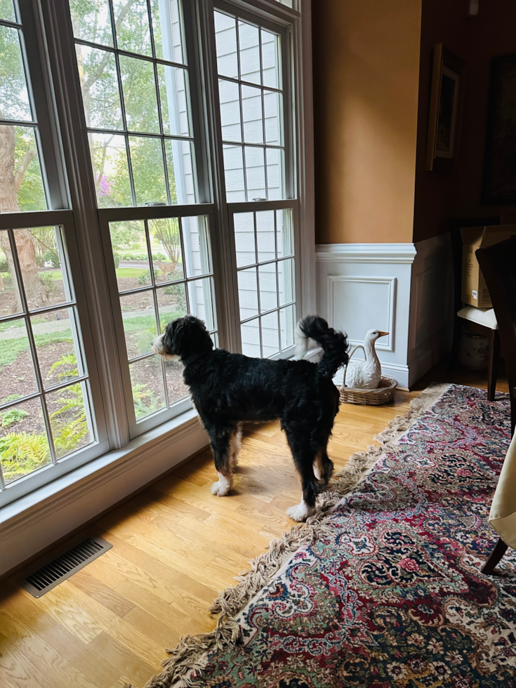 black and white mini bernedoodle looking out a big window 