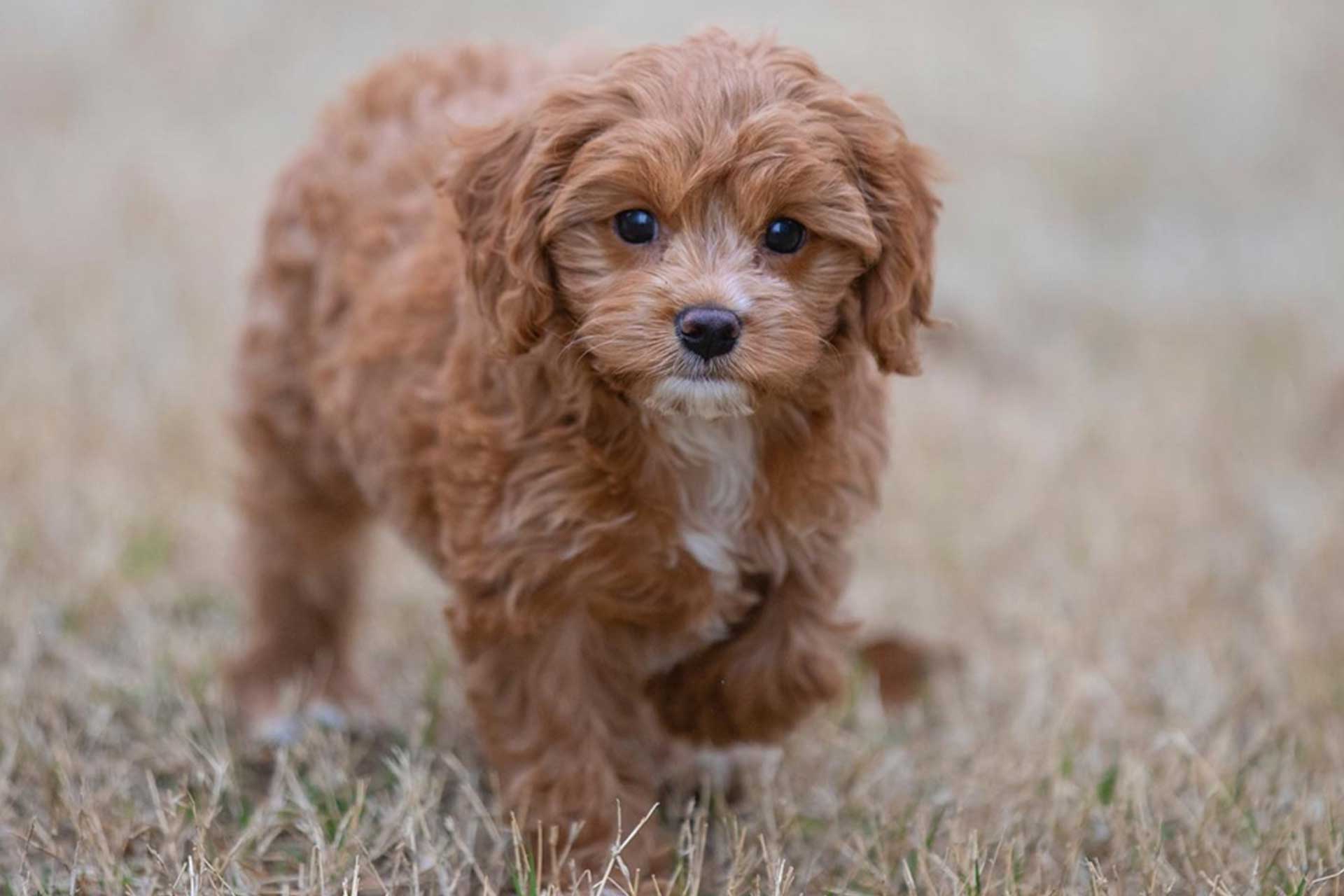 Joyful Cavapoo enjoying the outdoors