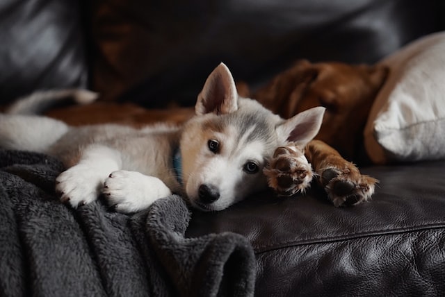 Pomsky near another dog in bed