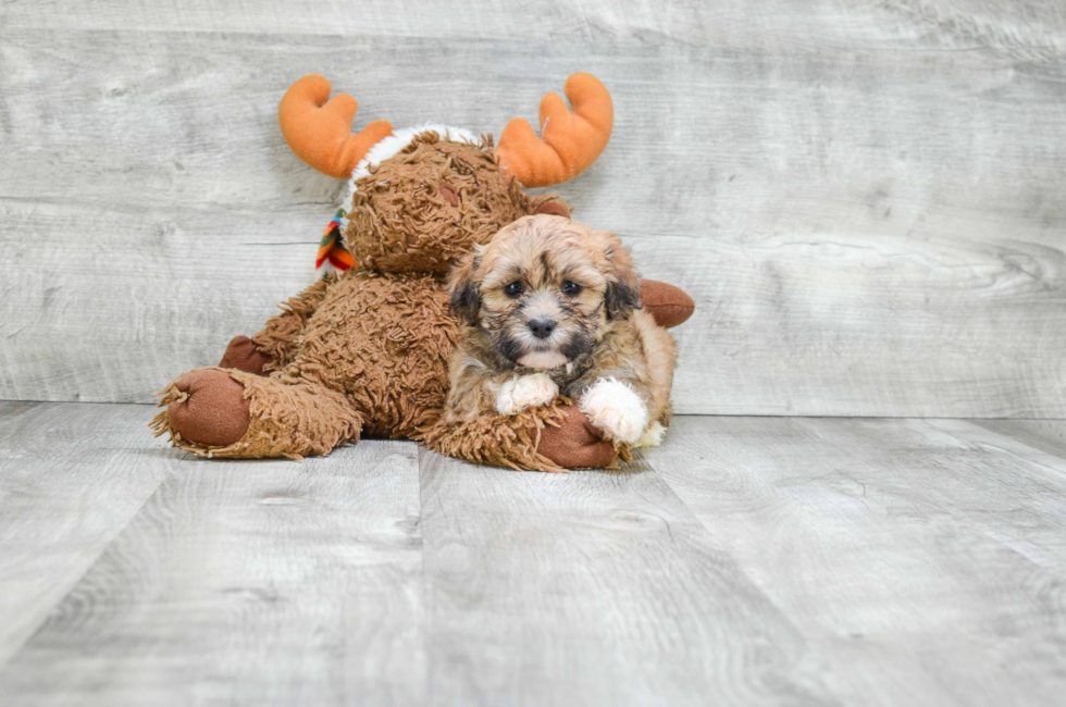 bear puppies for sale