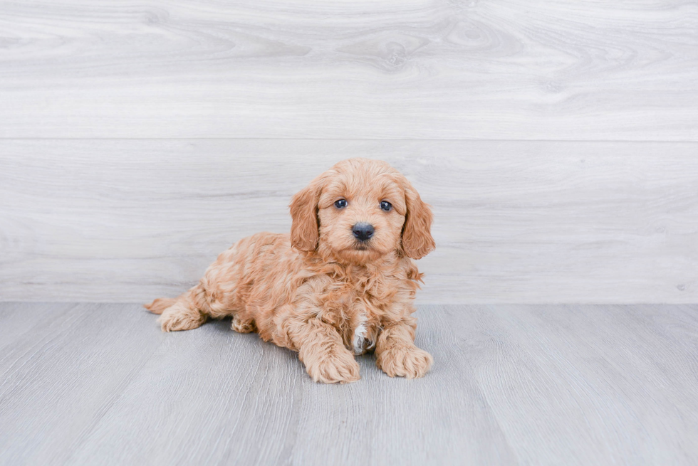 Meet Atari - our Mini Goldendoodle Puppy Photo 3/3 - Premier Pups