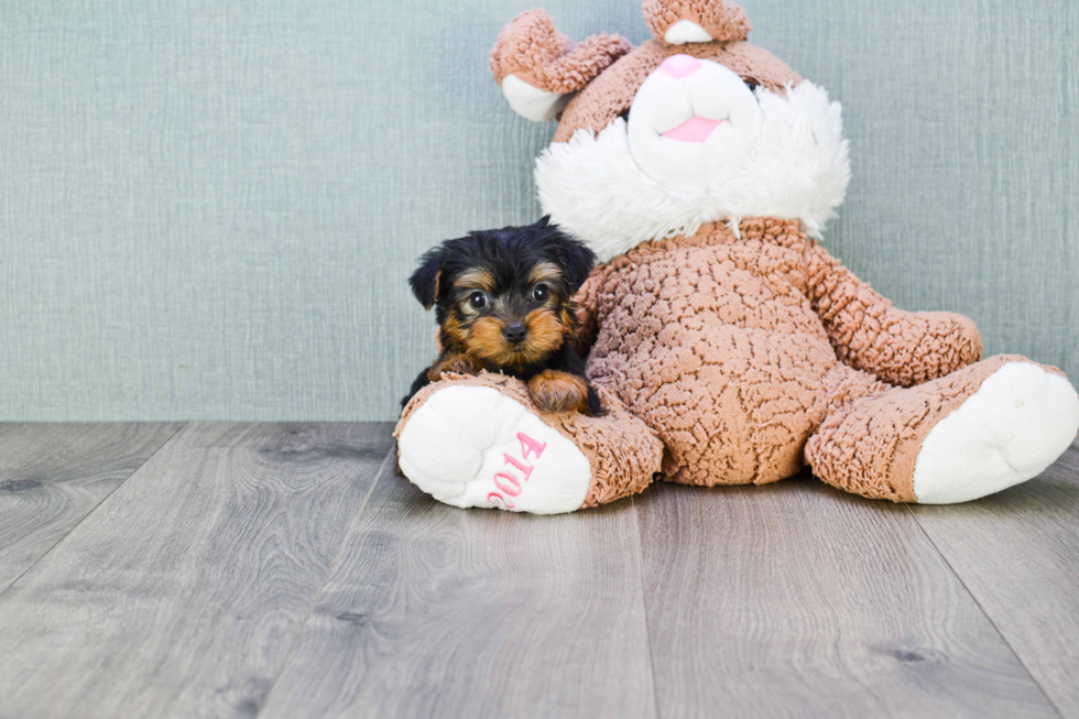 Meet Penny - our Yorkshire Terrier Puppy Photo 