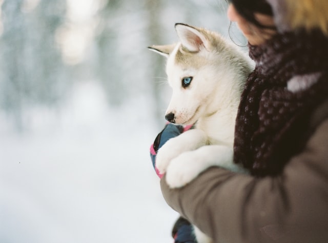 white Pomsky dog being held