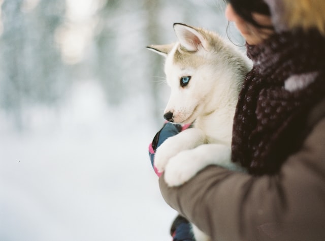 Pomsky dogs sale 101