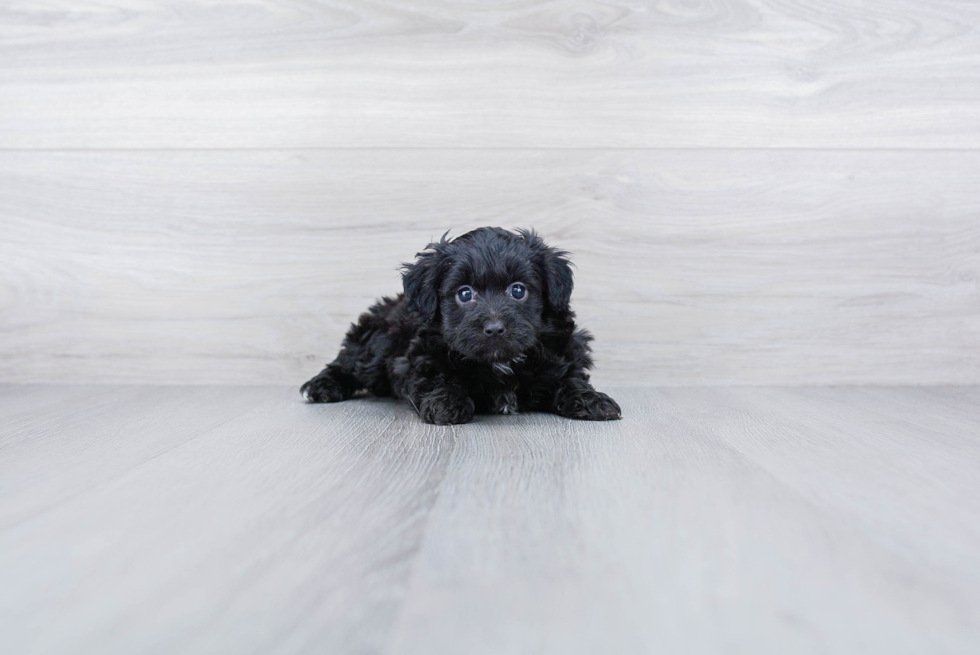Meet Ari - our Mini Aussiedoodle Puppy Photo 3/3 - Premier Pups
