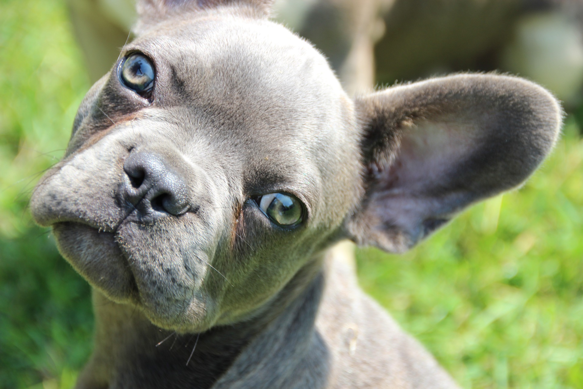 cute French bulldog face