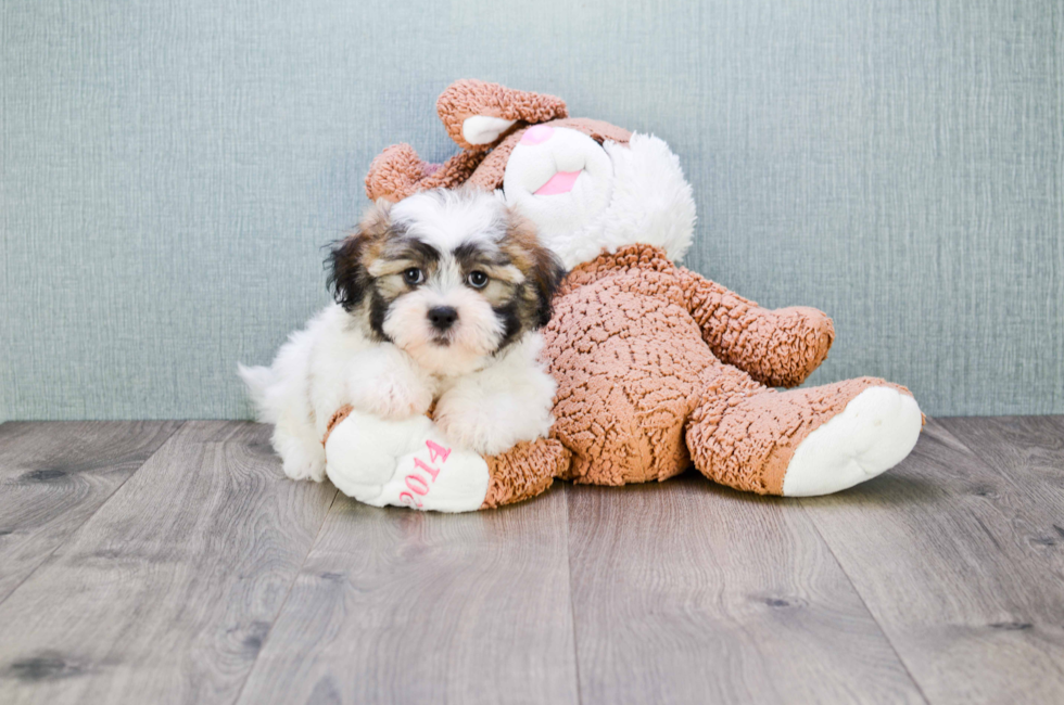 teddy bear puppy price