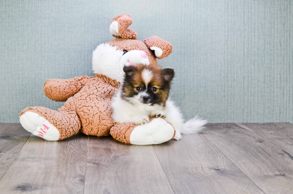 Small breed puppies for sale Teacup Pups for sale in Ohio Premier Pups