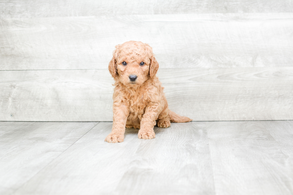 Meet Sergio - our Mini Goldendoodle Puppy Photo 1/3 - Premier Pups