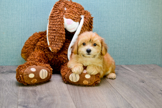 Morkie Pup Being Cute