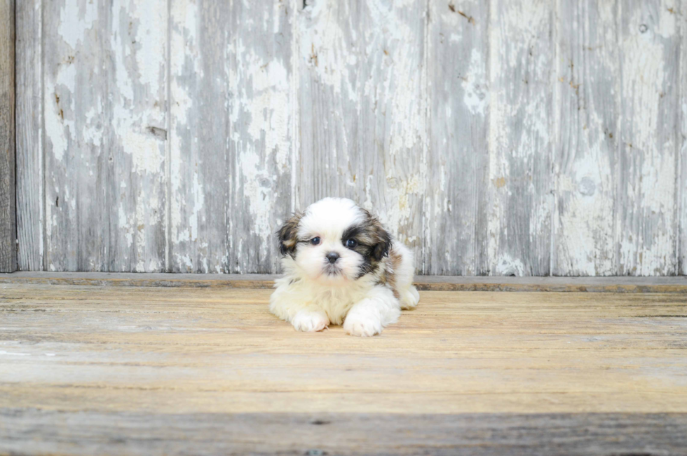 Teddy Bear Puppies For Sale Shichon puppies for sale in Ohio