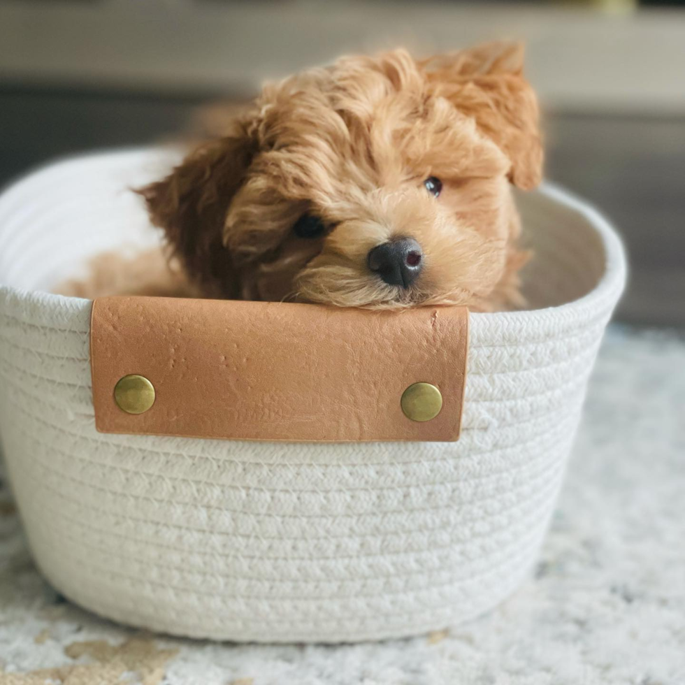 cute maltipoo in a basket