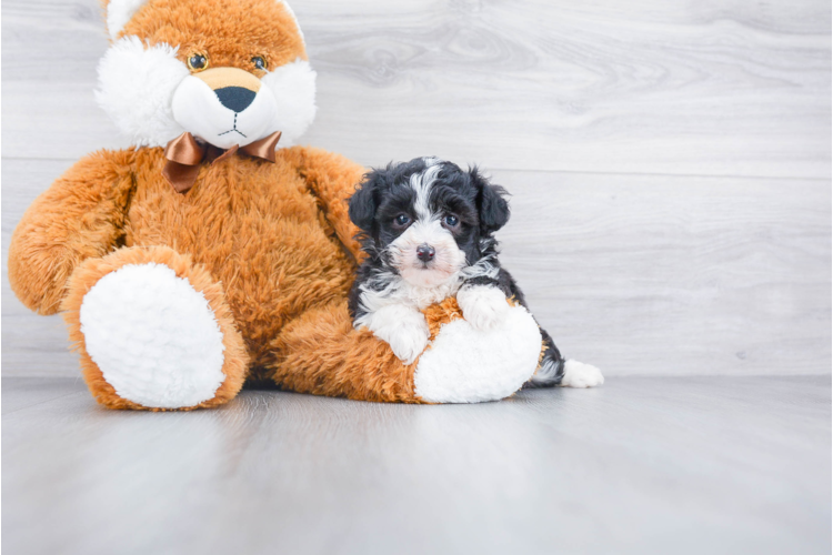 TOY AUSSIEDOODLE PUPPY