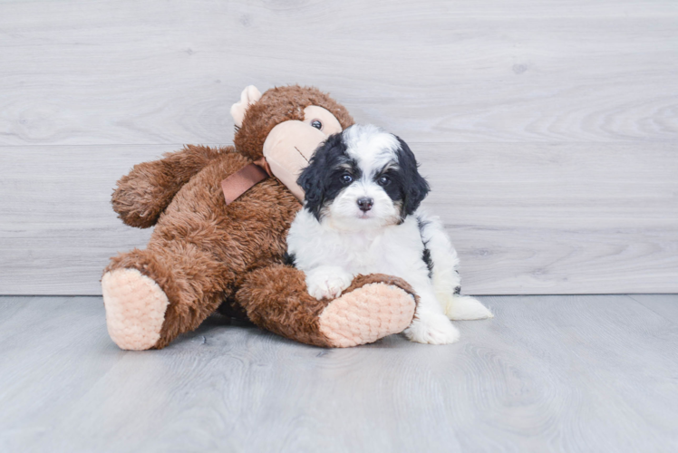Meet Houston - our Mini Bernedoodle Puppy Photo 1/3 - Premier Pups