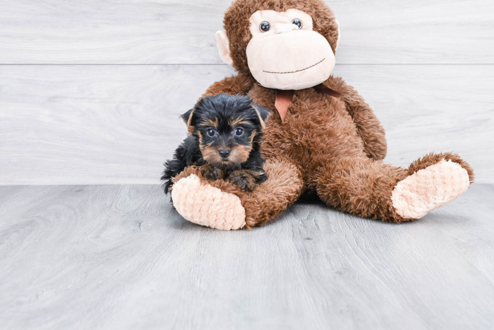 Meet Lorie - our Yorkshire Terrier Puppy Photo 