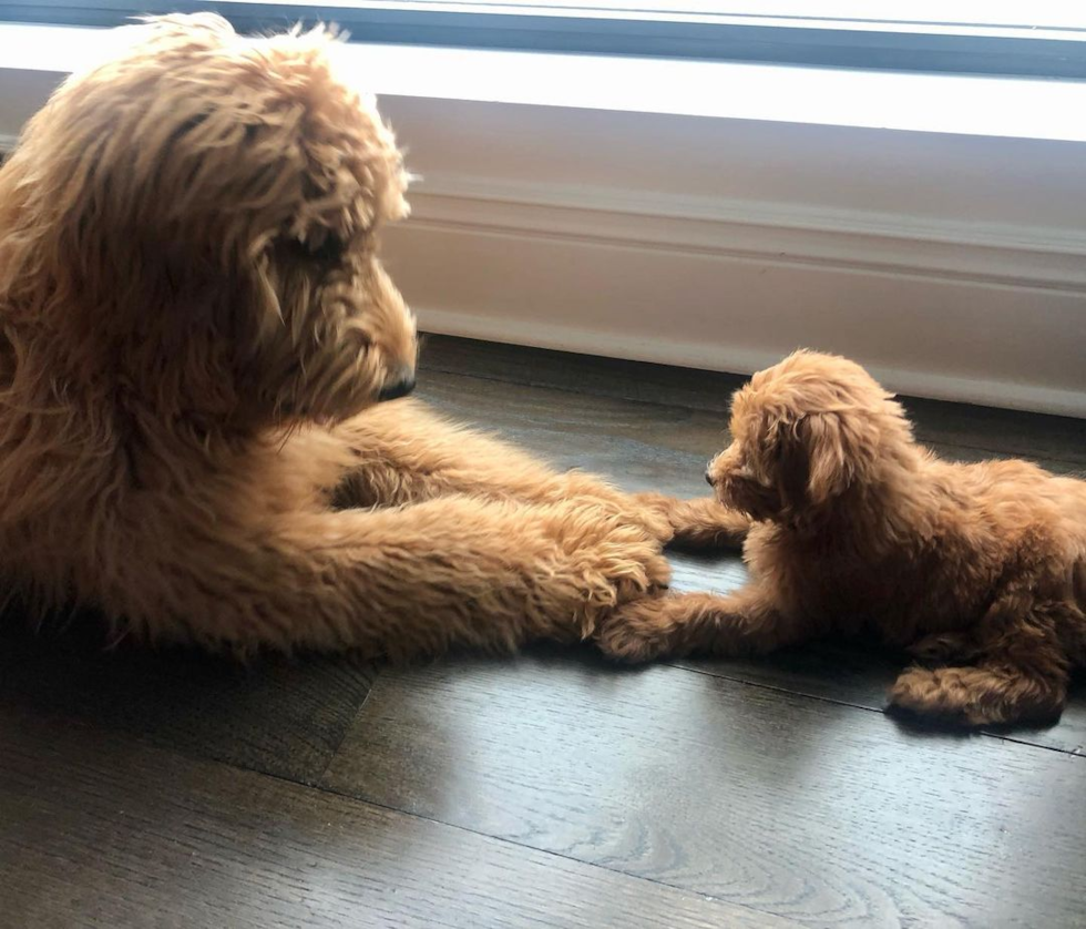 two mini goldendoodle dogs of different ages. adult mini goldendoodle in front of a young mini goldendoodle puppy