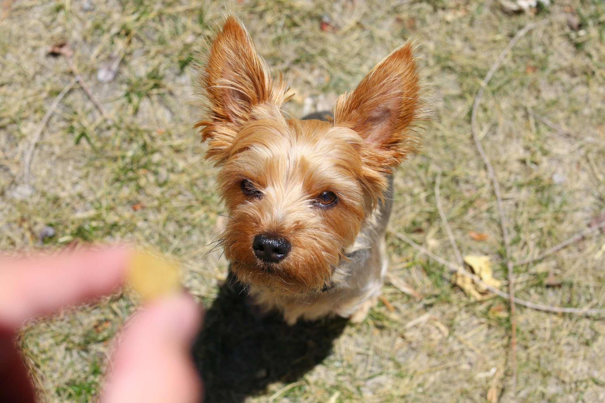 tiny Yorkie attentively eyeing a treat held by owner on lush green grass