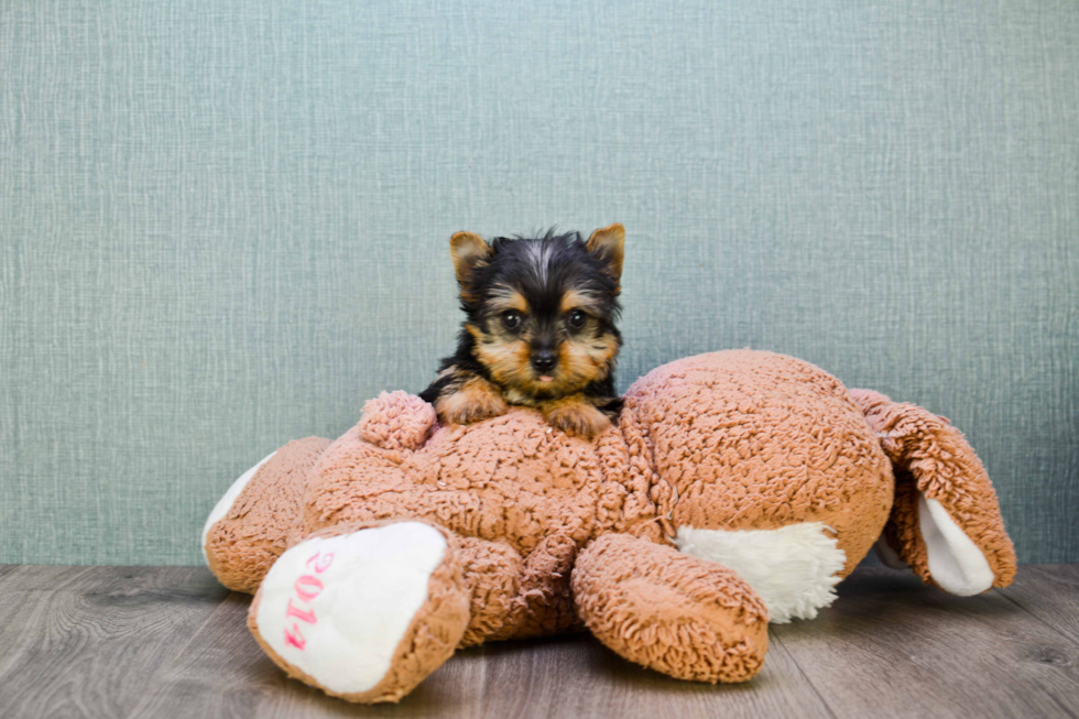 Meet Chase - our Yorkshire Terrier Puppy Photo 