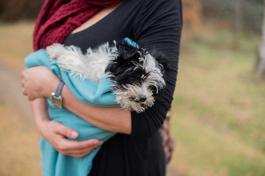 Black and white Dog dressed in a cozy winter blanket ready for the chilly season