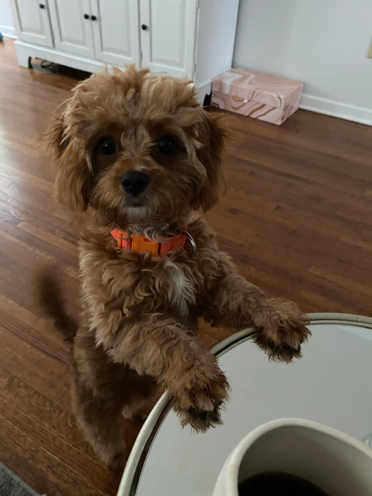 cavapoo on two paws seeking attention