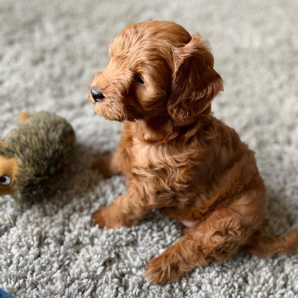 side profile of a small mini goldendoodle puppy sitting on the floor facing the left side