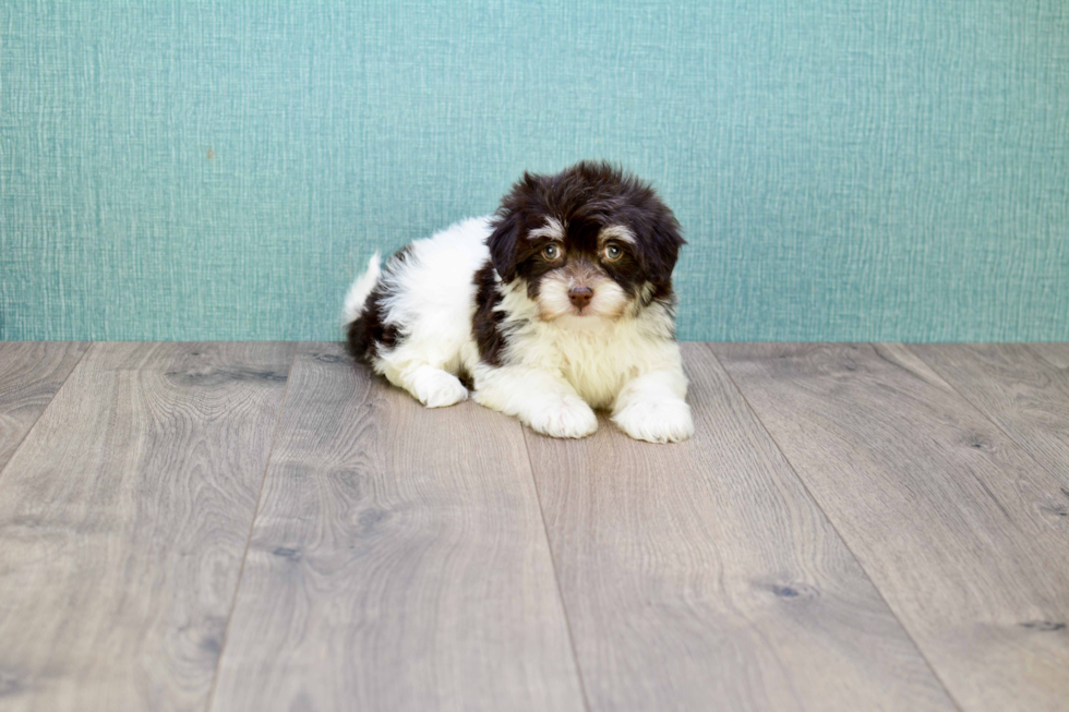 Meet Coco - our Havanese Puppy Photo 