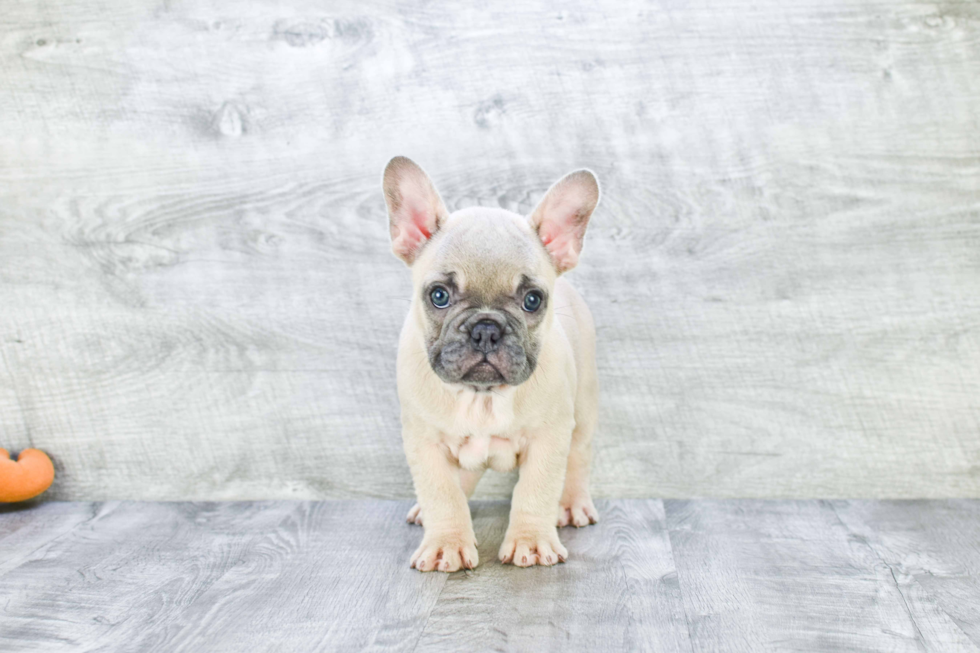 French Bulldog Pup Being Cute