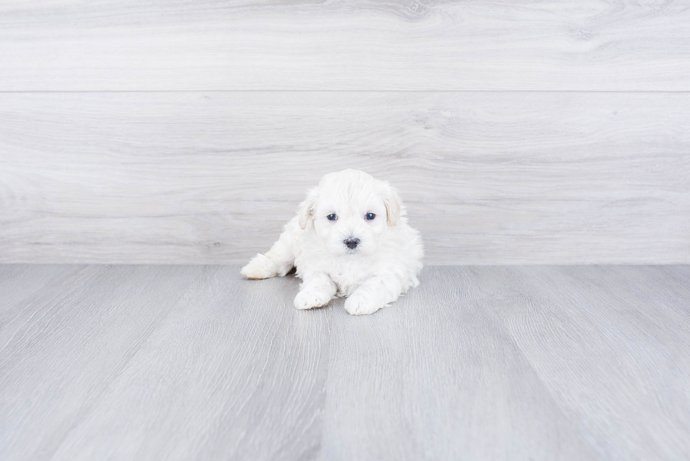 Energetic Maltese Poodle Poodle Mix Puppy