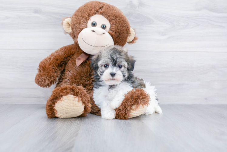 Funny Havanese Purebred Pup