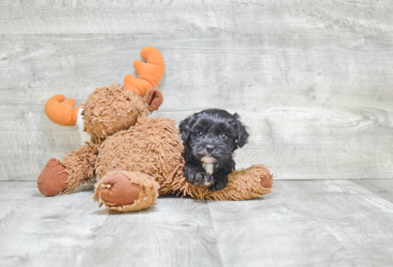 Petite Cavapoo Poodle Mix Pup