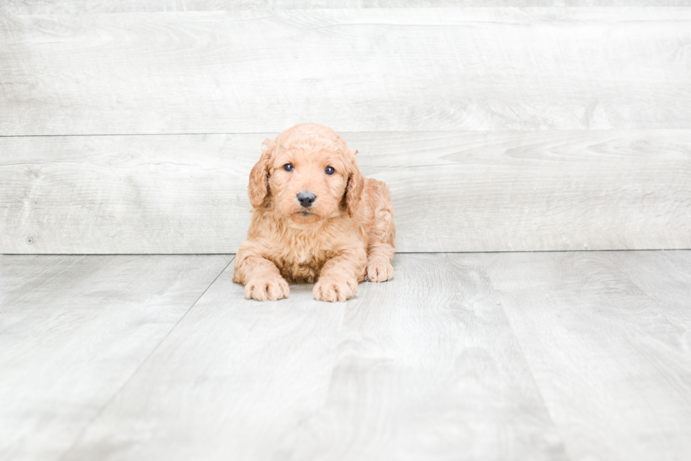 Meet Sandra - our Mini Goldendoodle Puppy Photo 2/2 - Premier Pups