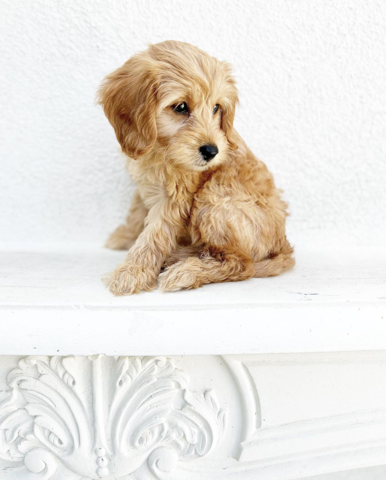 mini goldendoodle puppy sitting on a white pedestal