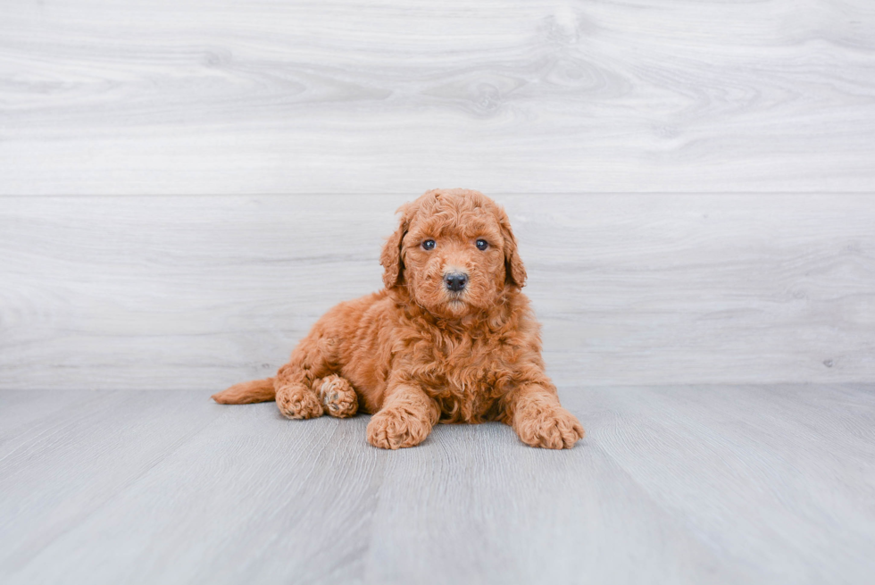 Meet Autumn - our Mini Goldendoodle Puppy Photo 1/3 - Premier Pups