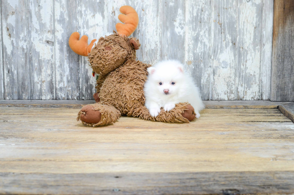 Popular Pomeranian Baby