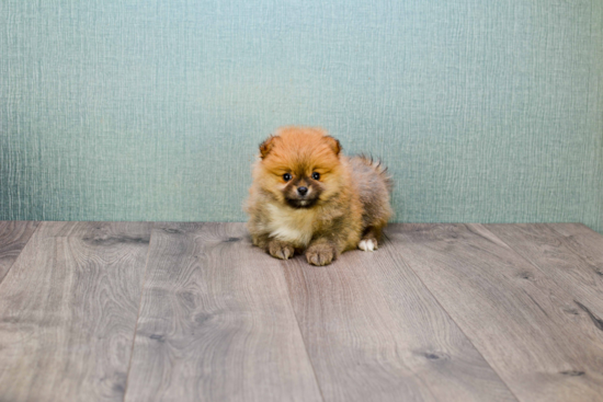 Funny Pomeranian Purebred Pup