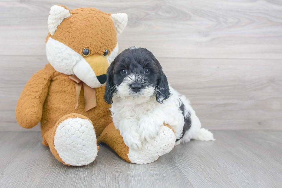 a black and white cockapoo puppy sitting close to a teddy bear.