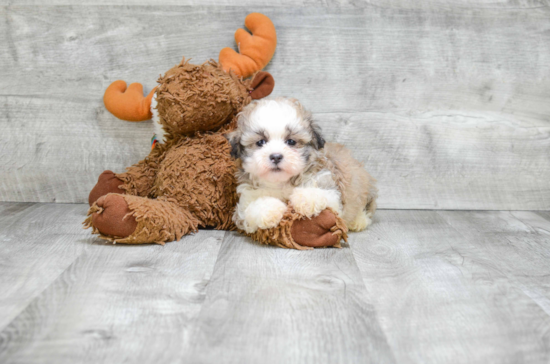 Fluffy Teddy Bear Designer Pup