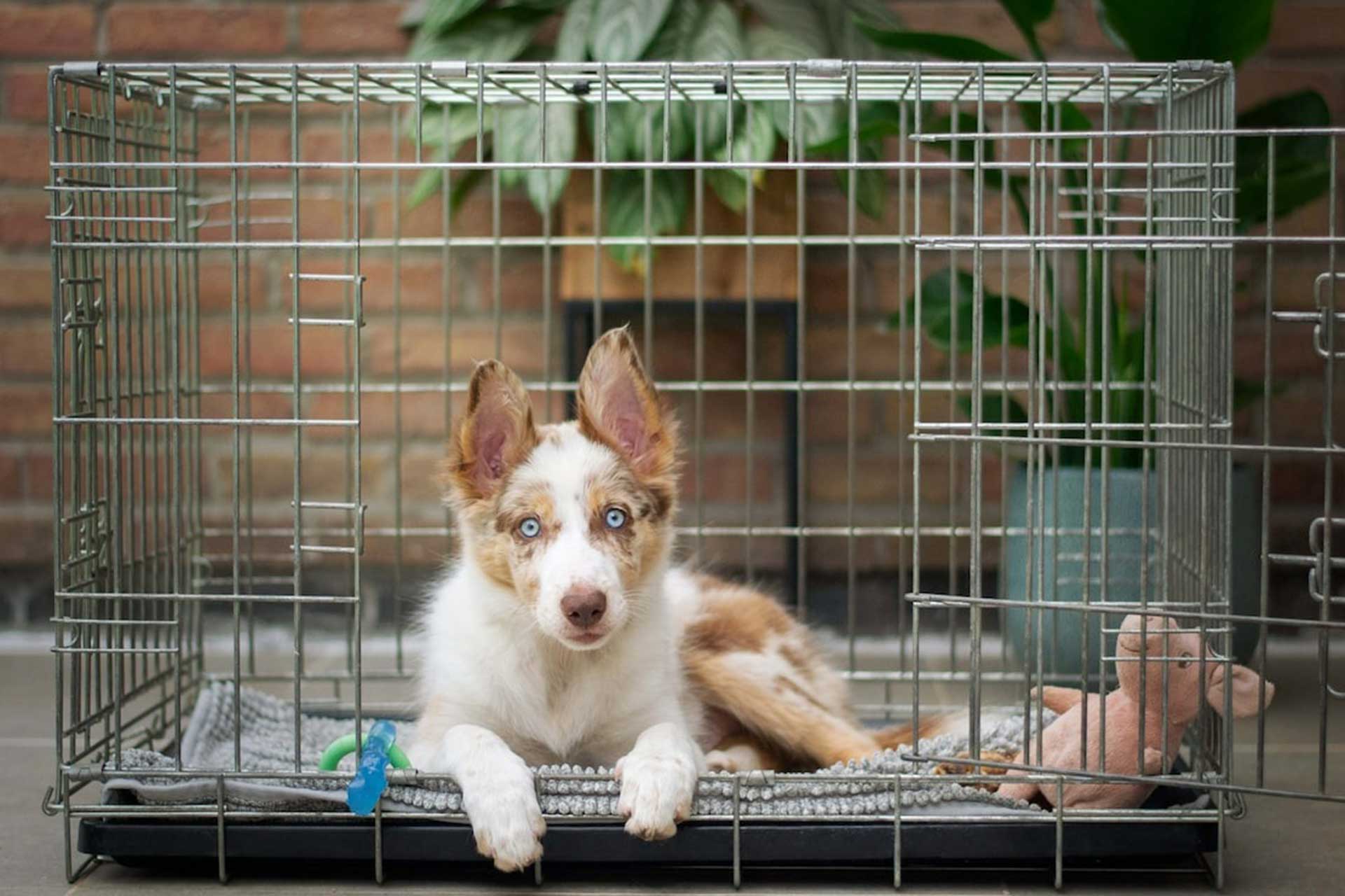 crate training to help anxious dogs