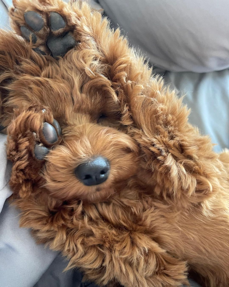 cavapoo covering its face with paws