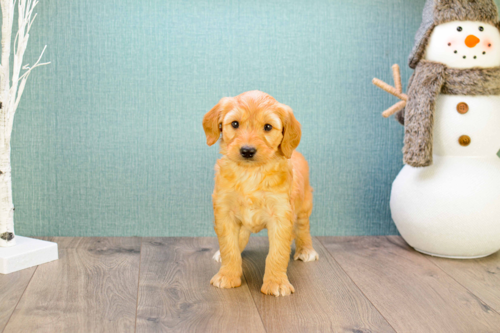Meet Miniature-Rover - our Mini Goldendoodle Puppy Photo 