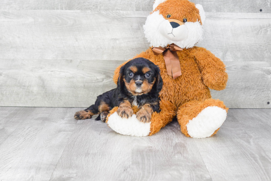 Happy Cavalier King Charles Spaniel Purebred Puppy