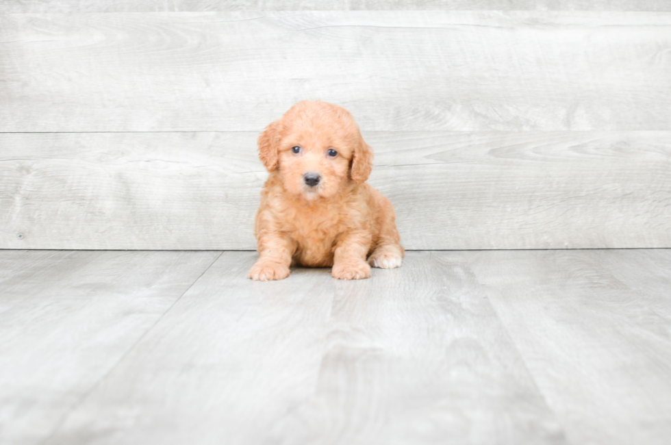Mini Goldendoodle Puppies for Sale US Shipping Premierpups