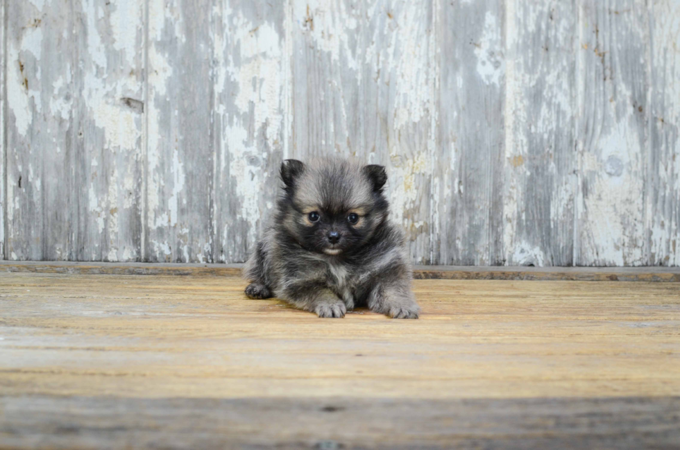 Sweet Pomeranian Purebred Puppy