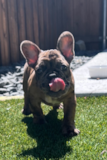 Akc Registered French Bulldog Purebred Pup