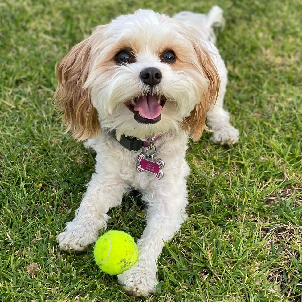 Joyful Cavachon puppy a mix of Cavalier King Charles Spaniel and Bichon Frise